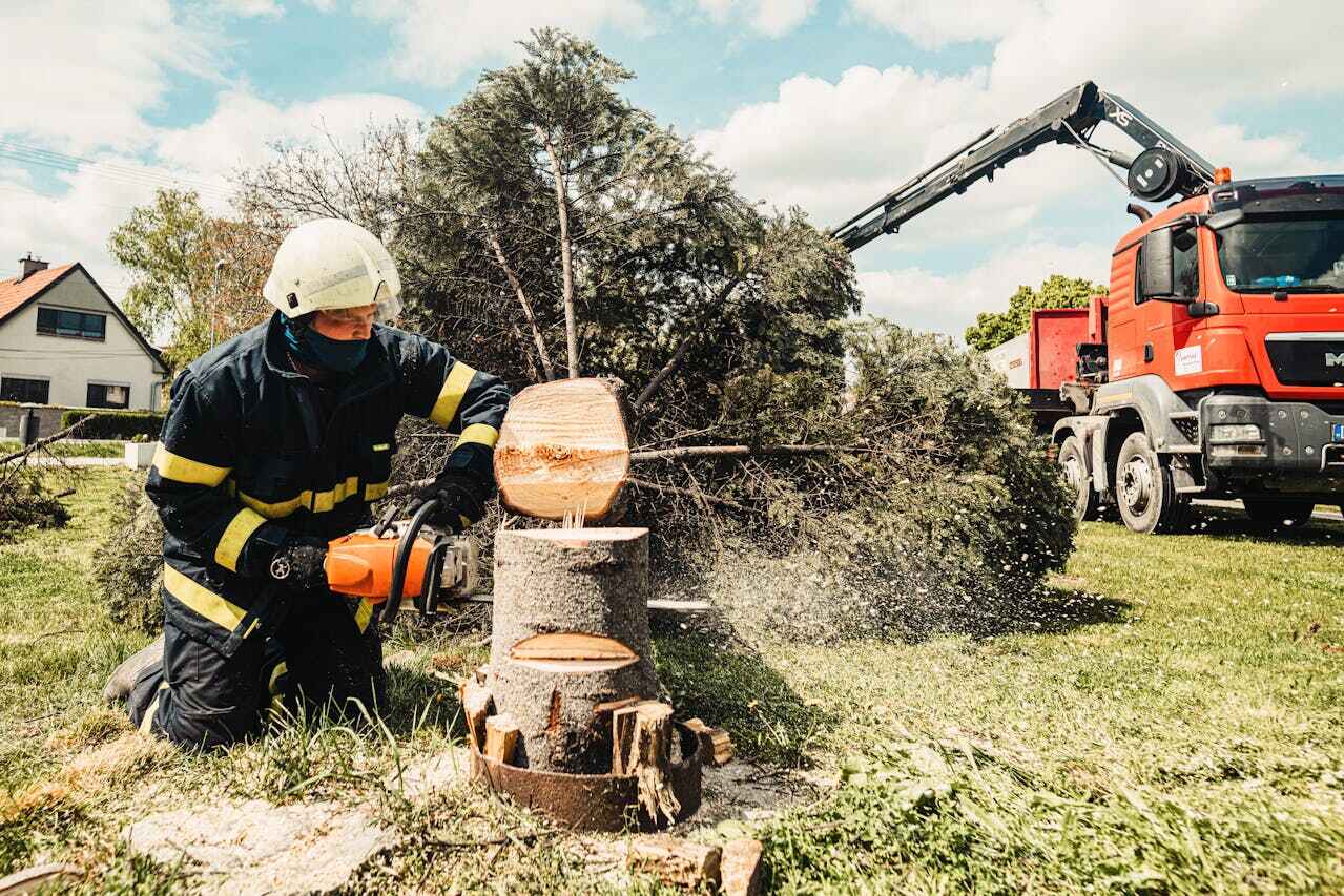 The Steps Involved in Our Tree Care Process in Arnaudville, LA